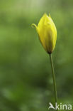 Bostulp (Tulipa sylvestris)