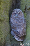 Tawny Owl (Strix aluco)