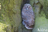 Tawny Owl (Strix aluco)