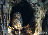 Tawny Owl (Strix aluco)