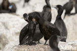 Brandt Cormorant (Phalacrocorax penicillatus)