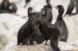 Brandt Aalscholver (Phalacrocorax penicillatus)