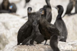 Brandt Aalscholver (Phalacrocorax penicillatus)