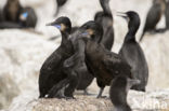 Brandt Aalscholver (Phalacrocorax penicillatus)