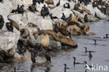 Brandt Aalscholver (Phalacrocorax penicillatus)