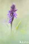 Brede orchis (Dactylorhiza majalis)