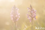 Brede orchis (Dactylorhiza majalis)