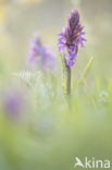 Brede orchis (Dactylorhiza majalis)