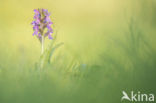 Brede orchis (Dactylorhiza majalis)