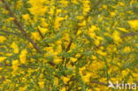 Broom (Cytisus scoparius)