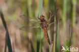 Bruine korenbout (Libellula fulva)