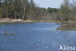 Brunssummerheide