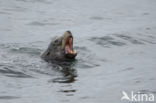 Californian sea lion (Zalophus californianus)