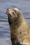 Californian sea lion (Zalophus californianus)