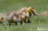 Canadese Gans (Branta canadensis)