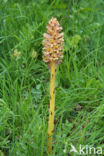 Knapweed Broomrape (Orobanche major)