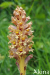 Knapweed Broomrape (Orobanche major)