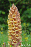 Knapweed Broomrape (Orobanche major)