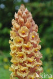 Centauriebremraap (Orobanche major)