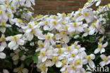 Clematis spec