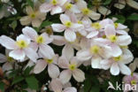 Clematis (Clematis spec)