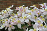 Clematis (Clematis spec)