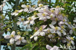 Clematis (Clematis spec)