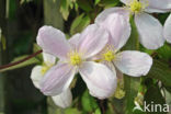 Clematis (Clematis spec)