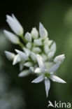 Ramsons (Allium ursinum)