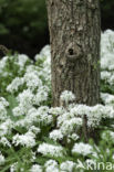 Ramsons (Allium ursinum)