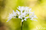 Daslook (Allium ursinum)