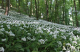 Daslook (Allium ursinum)