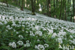 Daslook (Allium ursinum)