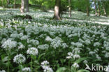 Ramsons (Allium ursinum)