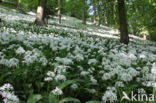 Ramsons (Allium ursinum)