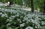 Ramsons (Allium ursinum)