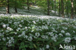 Daslook (Allium ursinum)