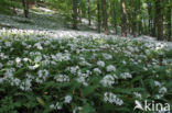 Daslook (Allium ursinum)