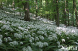 Ramsons (Allium ursinum)