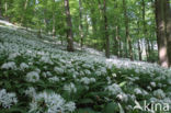 Ramsons (Allium ursinum)