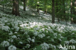 Ramsons (Allium ursinum)