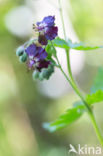 Dusky Crane s-bill (Geranium phaeum)