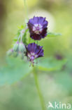 Dusky Crane s-bill (Geranium phaeum)