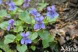 Early Dog-violet (Viola reichenbachiana)