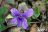 Early Dog-violet (Viola reichenbachiana)