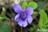 Early Dog-violet (Viola reichenbachiana)