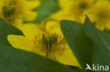 Dotterbloem (Caltha palustris)