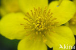 Dotterbloem (Caltha palustris)