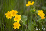 Dotterbloem (Caltha palustris)