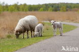 Drents heideschaap (Ovis domesticus)